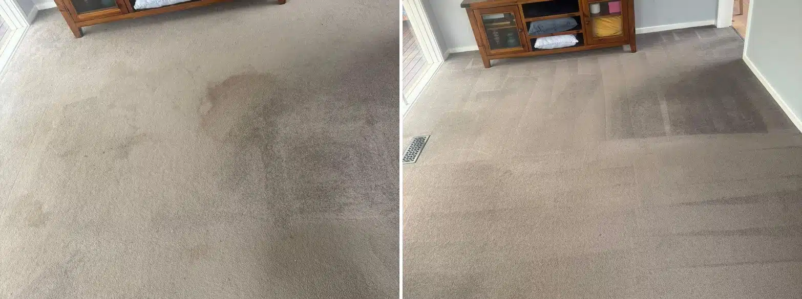 Lounge room carpet before and after steam cleaning, traffic marks lifted
